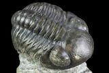 Huge Eyed, Austerops Trilobite - Morocco #105359-2